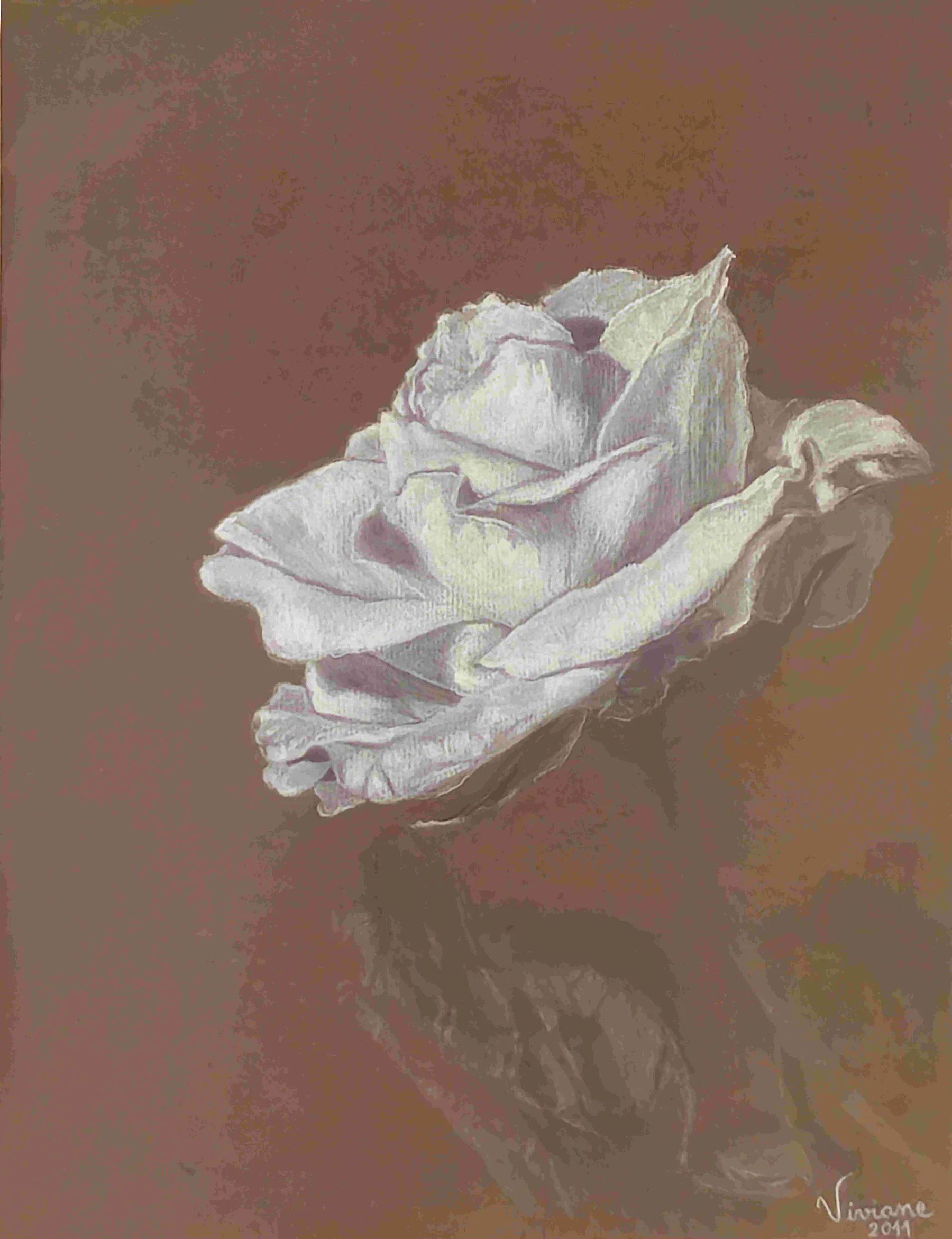 A single white rose opens against a muted brown-mauve ground, each folded petal picked out in soft pastel above its own faint shadow